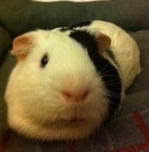 Photo of Adriannan N.