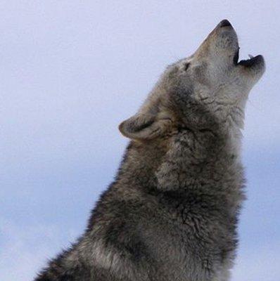 photo of blacknblue s.