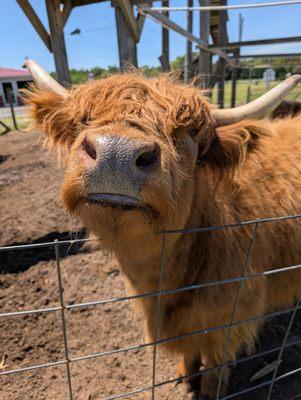 photo of Bohemian J.