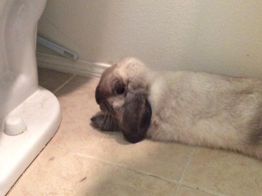 Photo of Lopbunny G.