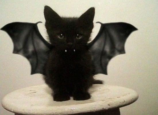 photo of Donatella V.