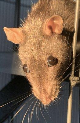 photo of Rat S.