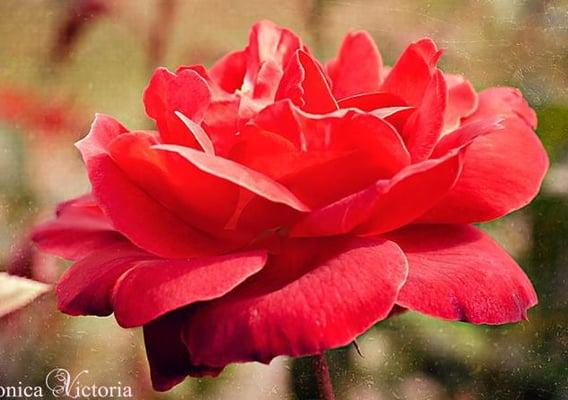 photo of Veronica G.