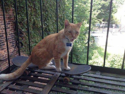 Photo of Kitties H.
