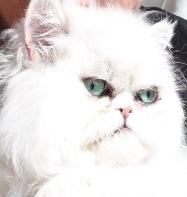 Photo of KitKat T.