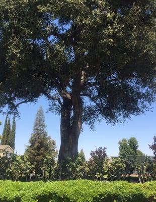 photo of Kalondra W.