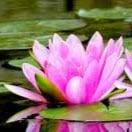 Photo of Brinda D.
