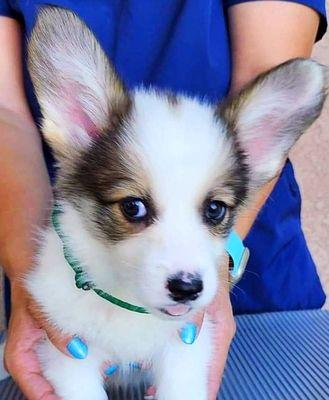 photo of Corgi D.