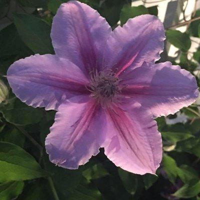 Photo of Christine H.