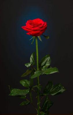 Photo of monica m.