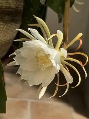 photo of Wenjue Chris F.