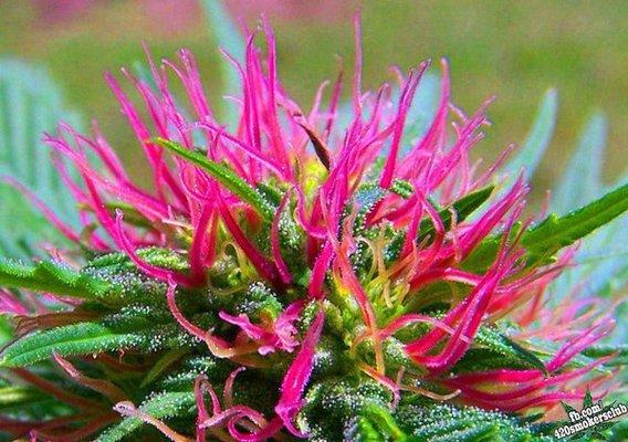 Photo of Alohagrown A.