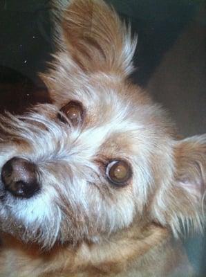 Photo of Peanut's D.