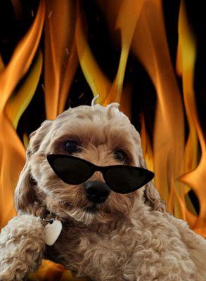 photo of Danielle S.