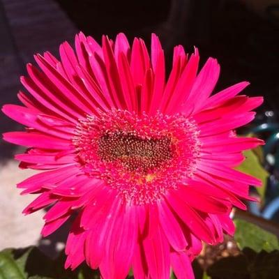 photo of Kathleen L.