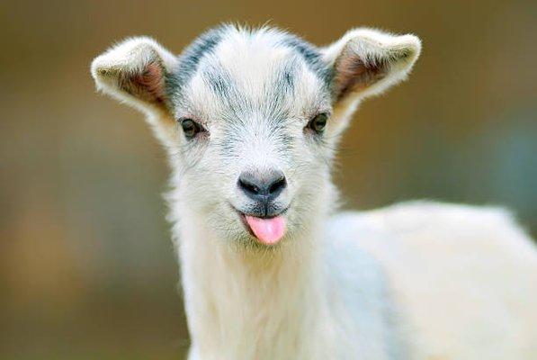 photo of Goat A.