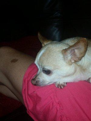 Photo of Sweet T.