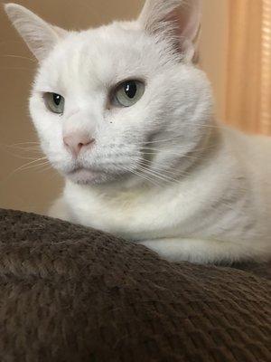 Photo of Samantha N.