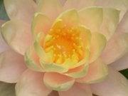 Photo of catherine c.