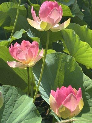 photo of Jennifer D.