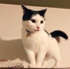 Photo of Mochi B.
