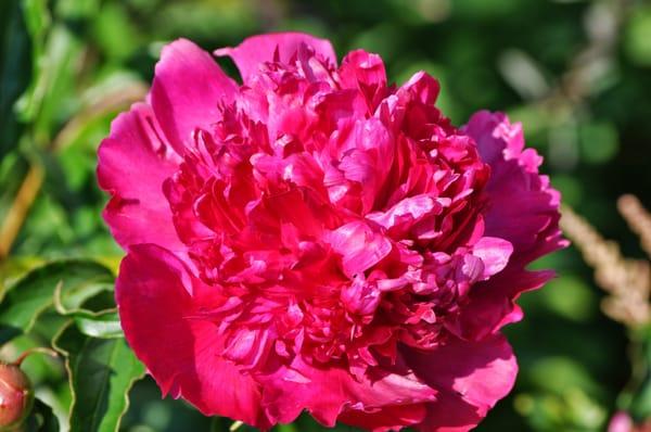 photo of Rossette W.