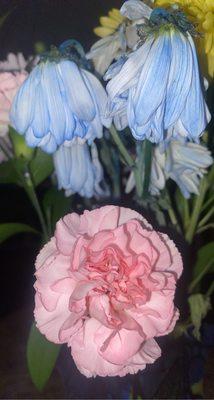 photo of Angelina K.