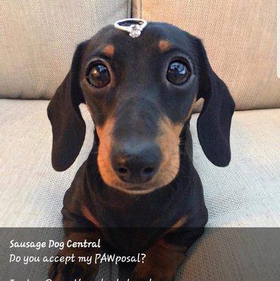 photo of Dennis N Brooke M.