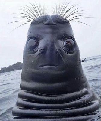 photo of Fring Hingle-Dingle T.