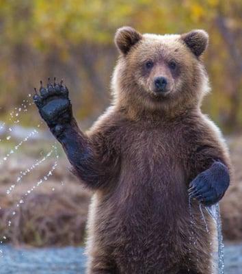 photo of Trail Maven S.