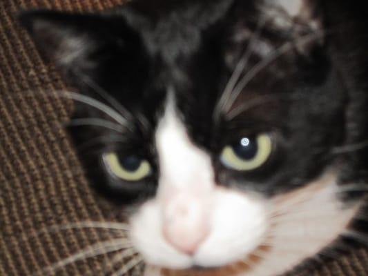 Photo of Cat L.
