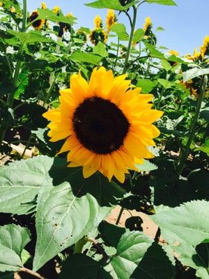 photo of Virginia T.