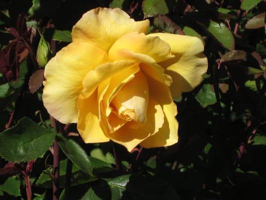 Photo of Chloe C.