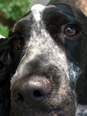 photo of Seanachie E.