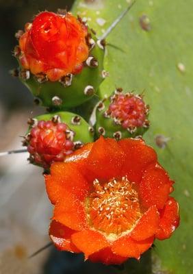 Photo of Opuntia R.