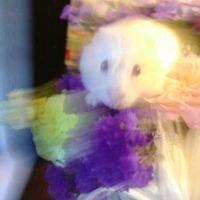 Photo of Jessi R.