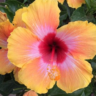 photo of Michelle G.