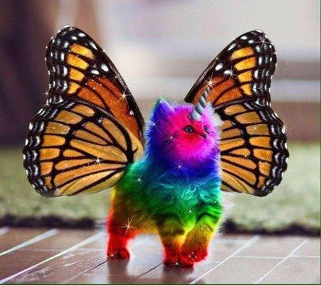 Photo of Butterfly Z.