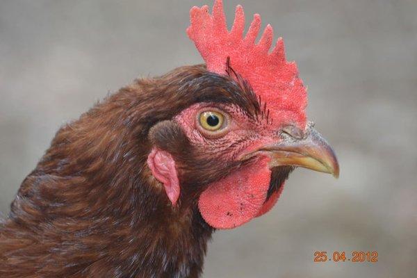 Photo of Kari H.