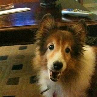 Photo of Ivy D.