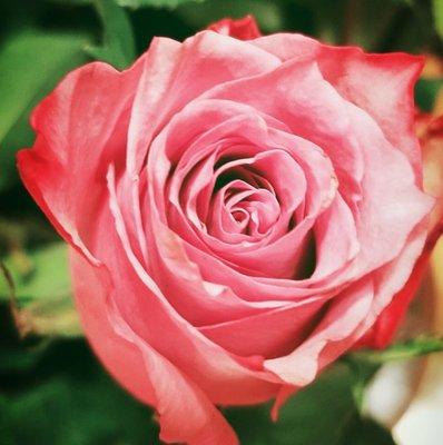 photo of Stephanie T.