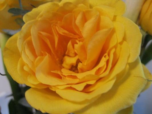 photo of Lauralai K.