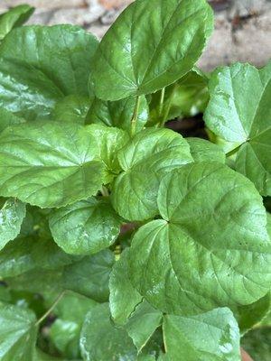 photo of Green A.