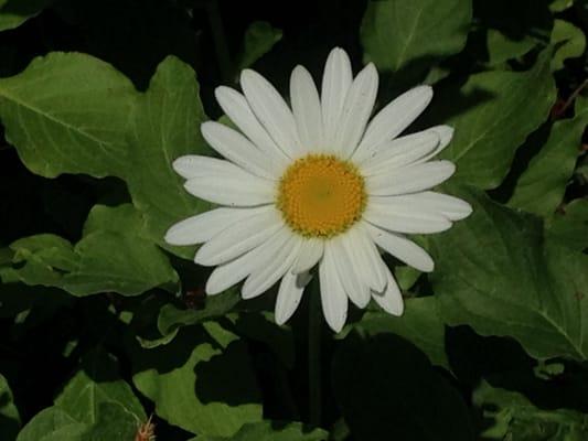 Photo of D H.