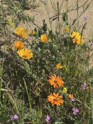 photo of Carmella P.