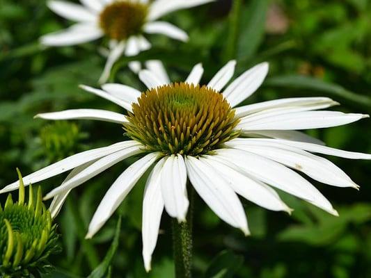 photo of Charlene D.