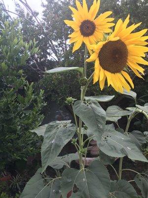 photo of Stephanie S.