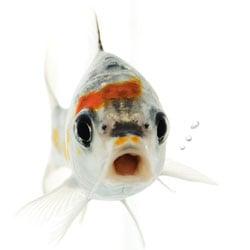 photo of CopperKoi M.