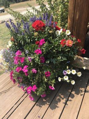 photo of Angelique P.