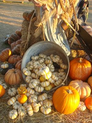 photo of Chickadee M.